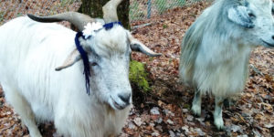 Cashmere Goats